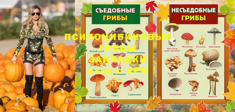 Псилоцибиновые грибы MAGIC MUSHROOMS  Кущёвская 